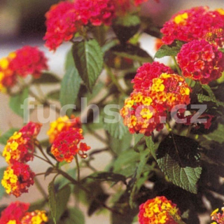 Lantana Camara oranžová (Libora měňavá) - 130