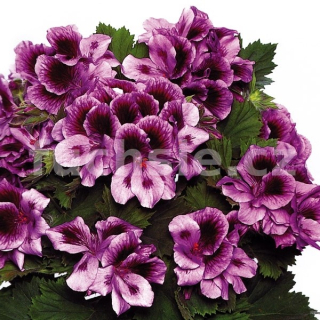 Pelargonie Grandiflorum, levandulově fialová - 1285