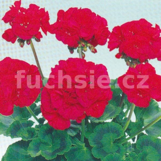 Pelargónie zonale- sytě červený, vzpřímený - 1264