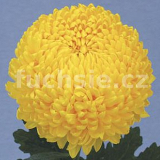 Chryzantéma Creamist - 3211