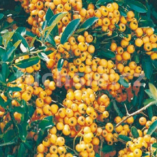 Hlohyně  (Pyracantha Golden Charmer) - 1064