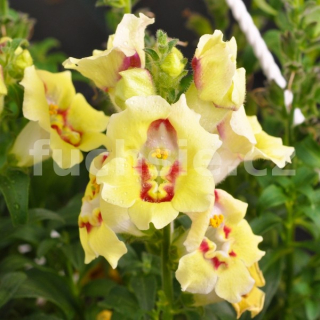 Antirrhinum Hledík žlutý (Hledík žlutý) - 027