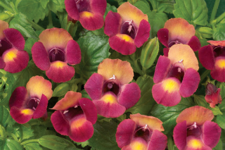 Torenia - 088Z