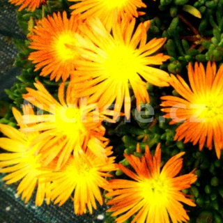 Lampranthus oranžový - 091O