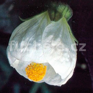 Abutilon bílý (Podslunečník, mračňák, lipka) - 127