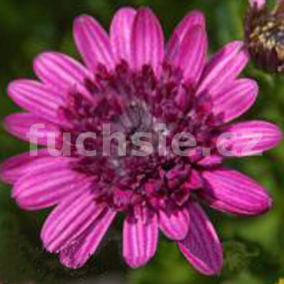 Osteospermum fialové- plnokvěté - 094P
