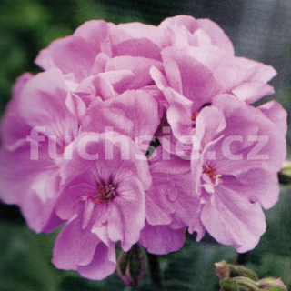 Blue Wonder muškát,Pelargónie - 1260