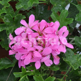 Pelargónie peltátum Decora Lila (muškát převislý Decora Lila) - 1222