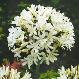 Agapanthus -  bílý - 1083B