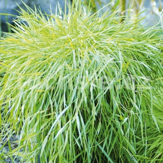 Bambus převislý panašovaný - 107