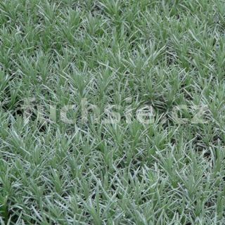 Kari koření ALADIN-Helichrisum italicum - 173A