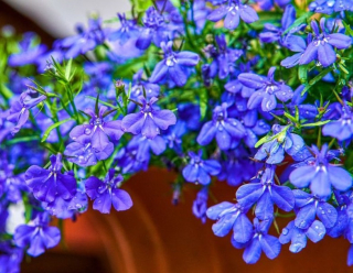 Lobelia speciosa- lobelka převislá levandulová - 155L