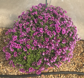 Pelargonie Angeleyes , převislá - 1274