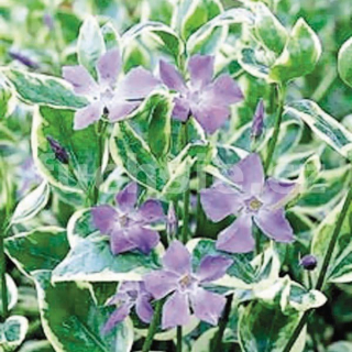 Barvínek menší-Vinca minor - 121