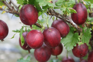 Angrešt (Srstka) Criosa Darling, červený