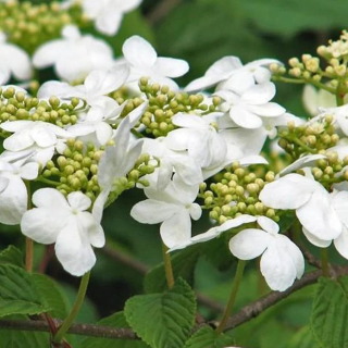 Viburnum plicatum " Shasta" (Kalina) - 1076