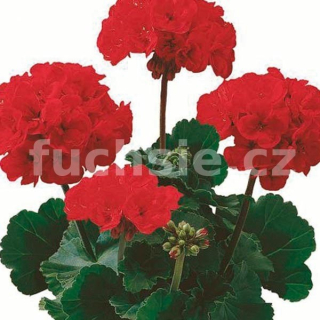 Pelargónie zonale  sytě červená-muškát vzpřímený - 1230