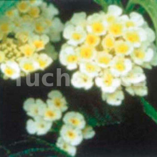 Lantana Camara bílá (Libora měňavá) - 133