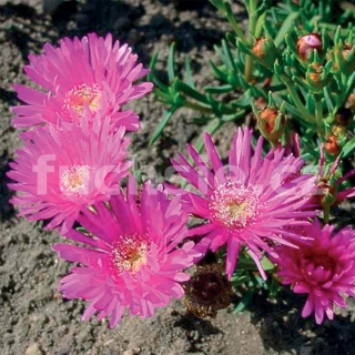 Lampranthus- fialový - 091