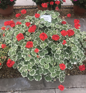 Pelargonie zonale zelený list s bílým okrajem - 1259