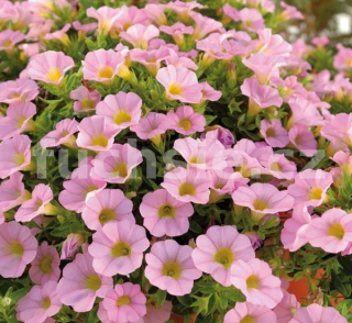 Milion bells lila - 076