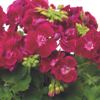Pelargonie zonale-bordo červený se světlým okem, nižší kompaktní vzrůst - 1267