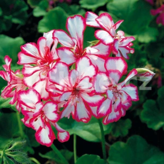 Pelargónie peltátum Mexicanerin muškát převislý - 1203