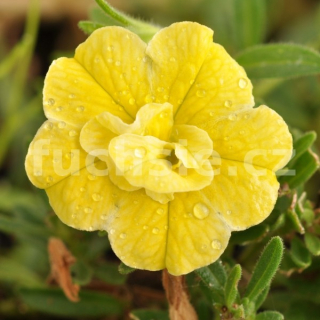 Mill. Bells žlutý plnokvětý - 075P