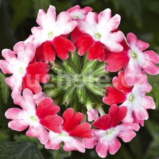 Verbena Twistr- sporýš - 081C