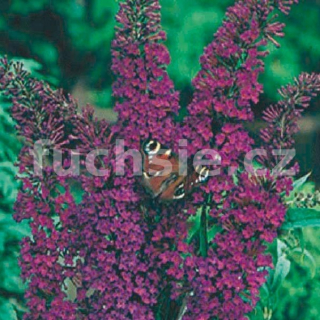 Buddleja Dav. Nanho Purple - 1005