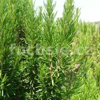 Rozmarýn mrazuvzdorný-Rosmarinum ofic. Winter - 174W