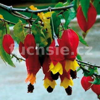 Abutilon sytě oranžový (Pokojová lipka-belgická vlajka) - 129O