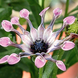 Osteospermum – Růžové s lopatkami - 097