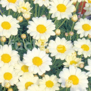 Argyranthemum- Pařížská kopretina žlutá - 146
