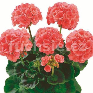 Bergpalais muškát vzpřímený Pelargónie - 1268