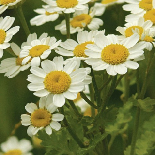 Řimbaba obecná – Tanacetum parthenium - 196N