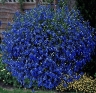 Lobelka převislá - modrá - 155M