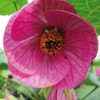 Pokojová lipka – Abutilon růžovo fialový - 129R