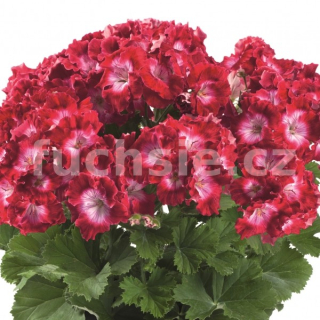 Pelargonie Grandiflora- Bermuda red, vzpřímený - 1180