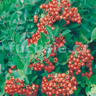 Hlohyně  (Pyracantha Cocc. Red Column) - 1066