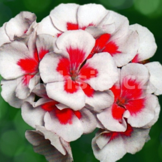 Americana White splash - 1281