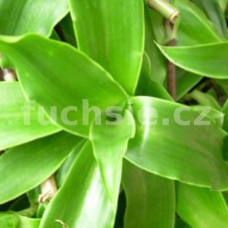 Kalísie voň.-Venušin vlas (Callisia fragrans) - 196K