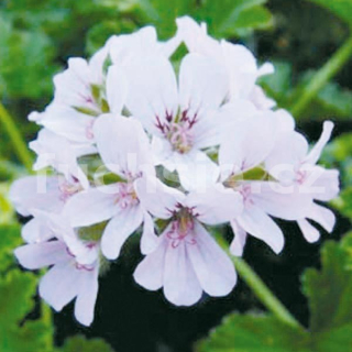 Pelargonie Fragnanus Variegatu - Muškát s vůní ořechu - 1269