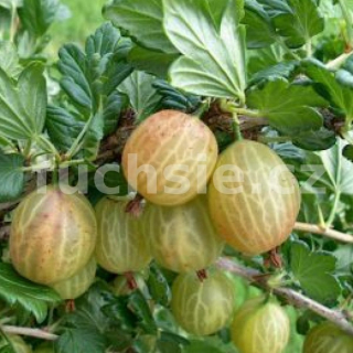 Angrešt  Cripsa,Greenling Ribes Uva