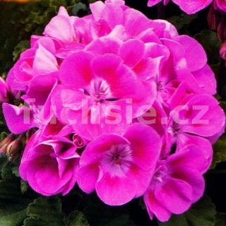 Pelargonie zonale Lada Romana (Muškát vzpřímený) - 1190