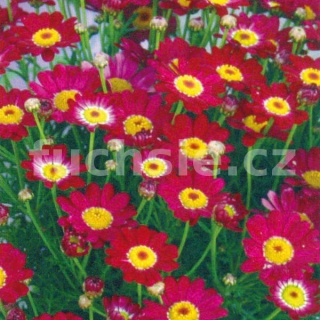 Argyranthemum červené, Pařížská kopretina - 149