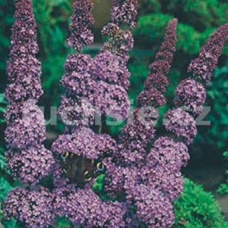 Buddleja Dav. Orchid Beauty, Komule, motýlí keř, letní šeřík - 1006