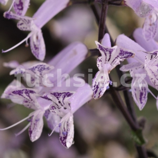 Molice Plectranthus  Mona Purple - 089M