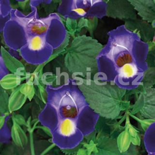 Torenia- modrá - 088