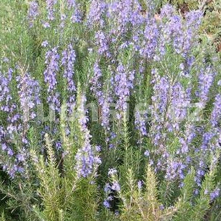 Rosmarinum oficinalis (Rozmarýn lékařský - Gurmánský) - 174